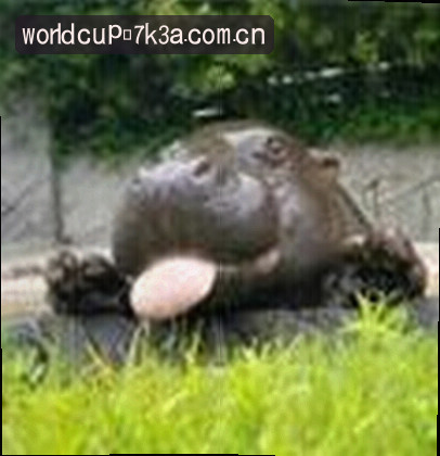 王磊